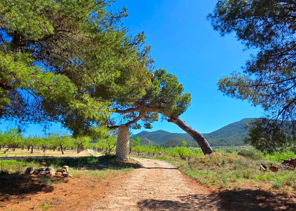 Se vende amplia finca rustica en Jijona
