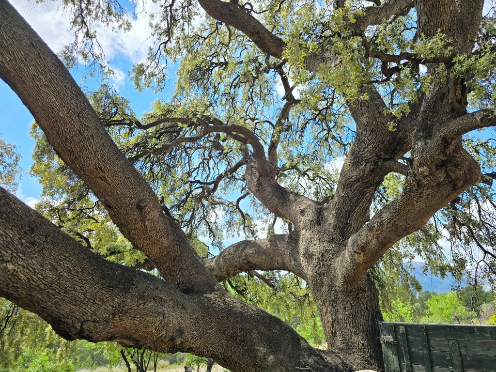 Se vende amplia finca rustica en Jijona