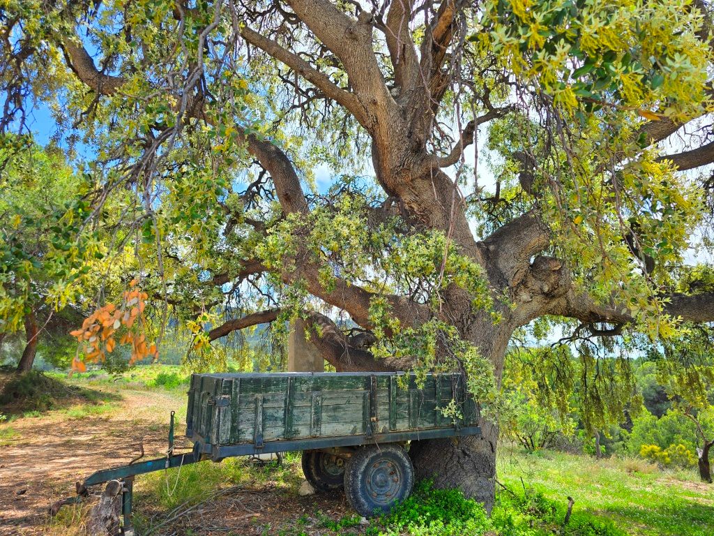 Se vende amplia finca rustica en Jijona