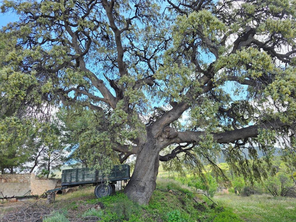 Se vende amplia finca rustica en Jijona