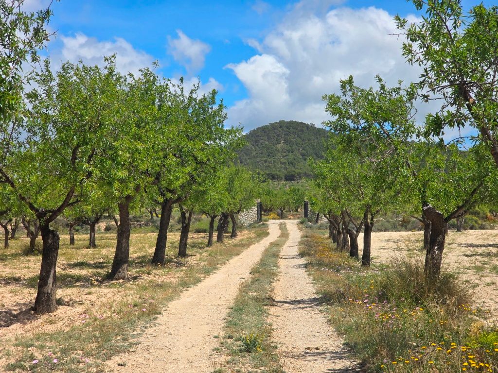 Se vende amplia finca rustica en Jijona