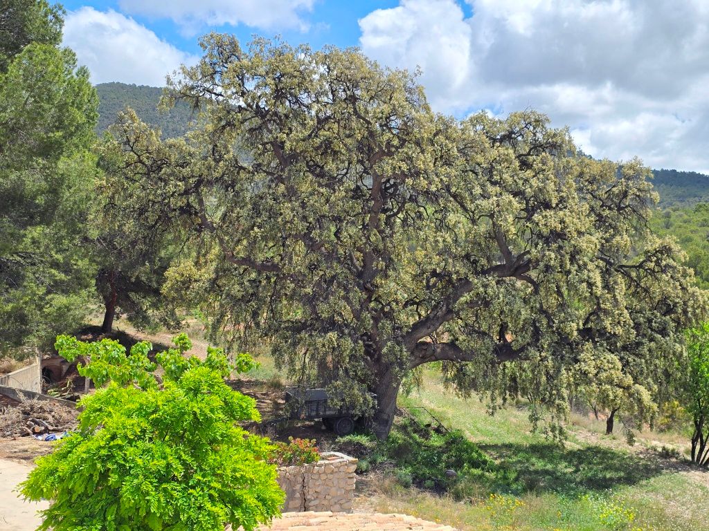 Se vende amplia finca rustica en Jijona