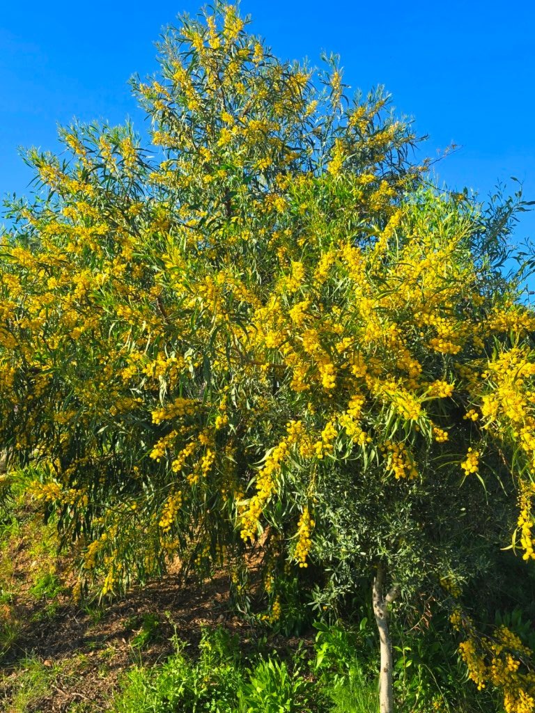 Se vende parcela urbana en Moraira para construccion villa de sueno
